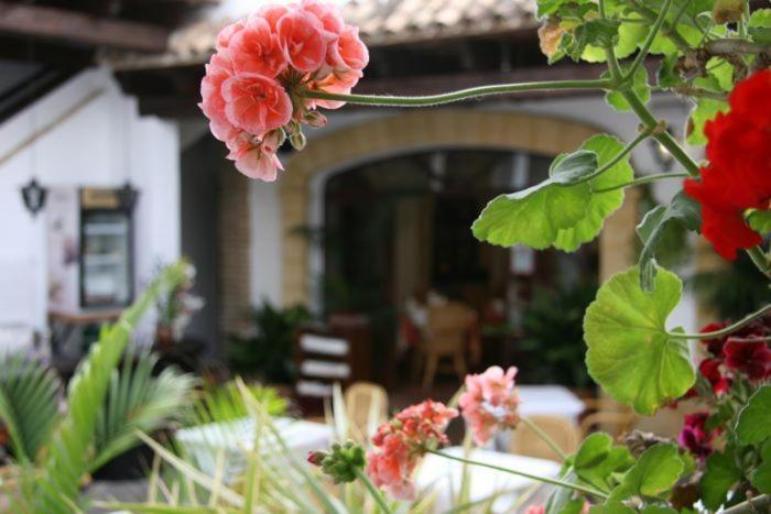 Hostal Torre De Guzman كونيل ذي لا فرونتيرا المظهر الخارجي الصورة